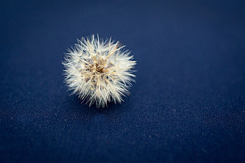 Minimalism, Cloth, Dandelion, Fluff, Fuzz HD wallpaper
