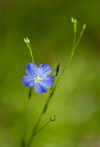 Flowers, Flower, Macro, Bloom, Flowering, Linen, Flax HD phone wallpaper