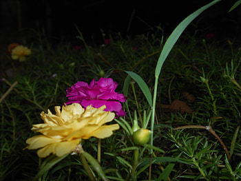 yellow and red, yellow flower, red flower, red, yellow HD wallpaper