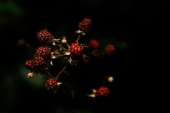 Food, Raspberry, Berries, Dark HD wallpaper