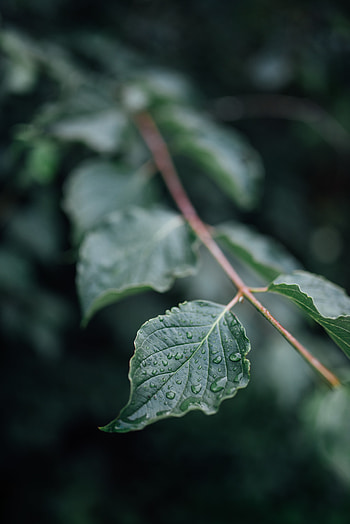 Drops, Macro, Wet, Sheet, Leaf, Branch HD phone wallpaper