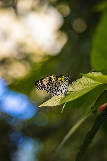 Animals, Grass, Macro, Glare, Pattern, Butterfly, Wings HD phone wallpaper