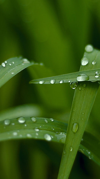 Green , Nature's charm, Refreshing hues, Serenity infused HD phone wallpaper