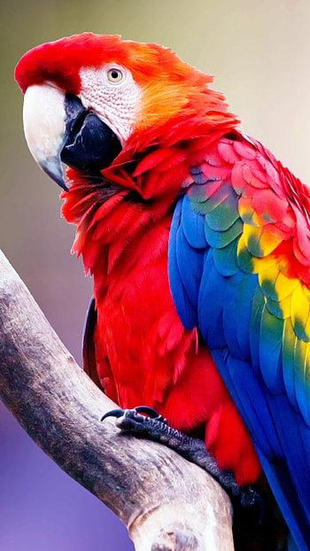 Colorful parrot feathers, Tropical bird species, Exotic wildlife, Vibrant plumage HD phone wallpaper