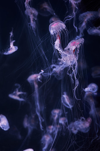 Water, Jellyfish, Dark, Tentacle, Handsomely, It's Beautiful HD phone wallpaper