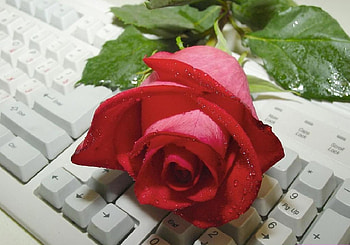 rose on the keyboard, rose, beautiful, keyboard, red HD wallpaper