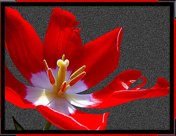 RED TULIP, FLOWER, TULIP, CREATION, RED HD wallpaper