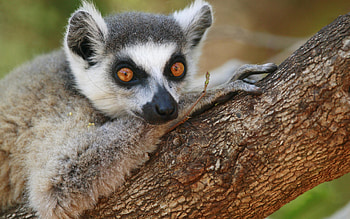 Lemur , backgrounds, Ring Tailed Lemur, Wildlife appreciation HD wallpaper