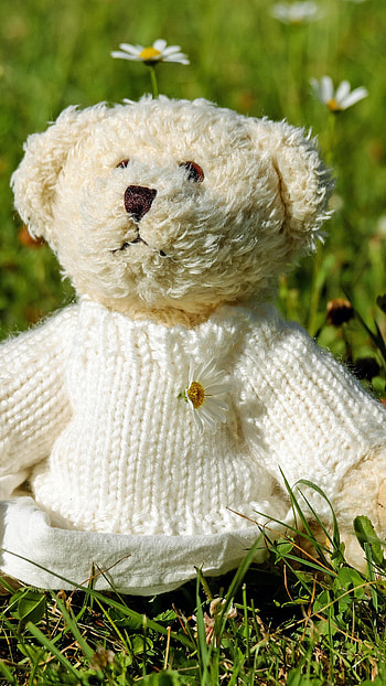 Teddy Wale, Cute, Teddy Bear, Toy HD phone wallpaper