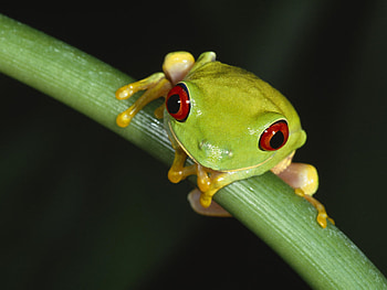 Mesmerizing frog , Vibrant red-eyed frog, s, Frog lover HD wallpaper