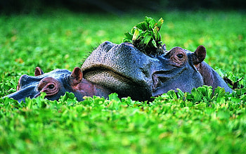 Baby hippo, Cute animals, San Diego, Funny animals HD wallpaper