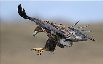 Animals, Bird, Predator, Flight, Eagle, Wave, Sweep HD wallpaper