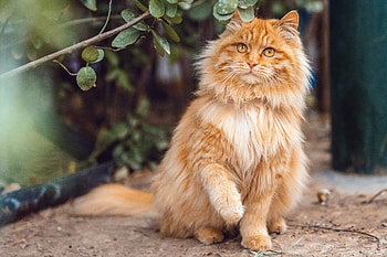 Cat, animal, fur, ginger HD wallpaper