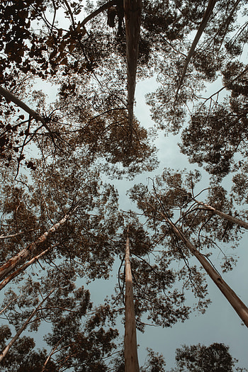 Nature, Trees, Sky, Top, Crown, Tops, Bottom View, Crowns HD phone wallpaper