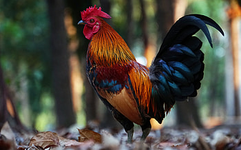 Rooster, animal, graphy, bird HD wallpaper