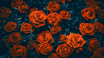 Garden roses, flowers HD wallpaper