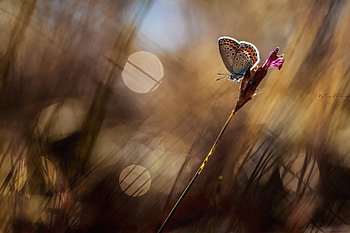Tiny, glare, wings, herb, purple, butterfly, flower, lights, evening, macro HD wallpaper