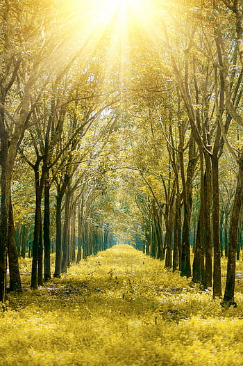Serene forest path bathed in golden sunlight showcasing vibrant autumn foliage. HD phone wallpaper