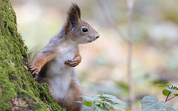 Animals, Squirrel, Wood, Tree, Fright, Animal, Moss HD wallpaper