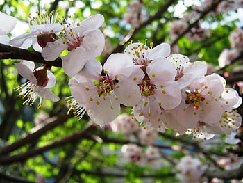 Plants, Flowers HD wallpaper
