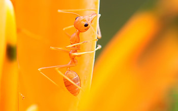 Ant , Stunning ant portrait, Captivating , Perfect for screens HD wallpaper