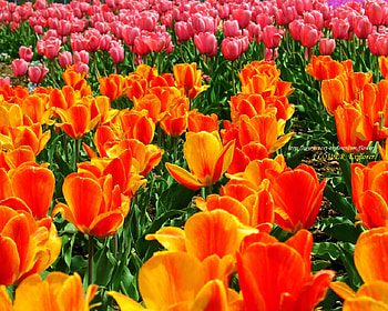 Flower field, garden, nature, field, flower HD wallpaper
