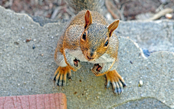 Animals, Squirrel, Muzzle, Nice, Sweetheart, Expectation, Waiting HD wallpaper