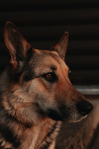 Animals, Dog, Pet, Profile HD phone wallpaper