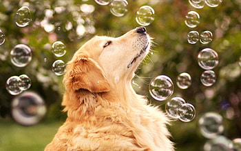 Animals, Bubbles, Dog, Sight, Opinion, Bubble HD wallpaper