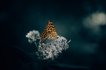 A Orange Butterfly On Top Of An Flower , butterfly, flowers, plants HD wallpaper
