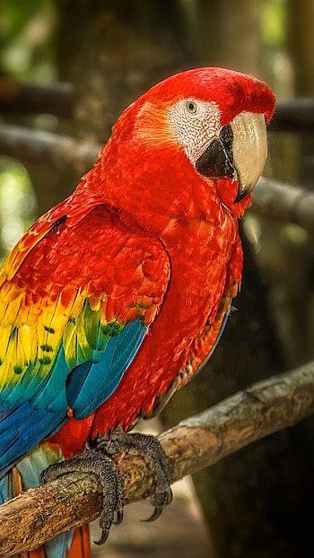 Parrot, Red Parrot HD phone wallpaper