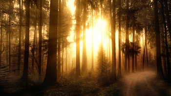 Misty Forest, rays, nature, forest, lights HD wallpaper