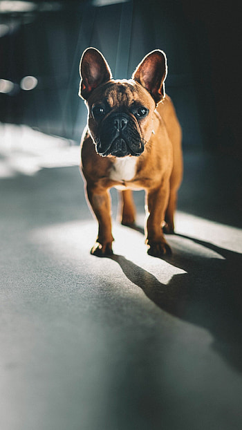 French Bulldog, , Glance at the dog, Pet background HD phone wallpaper