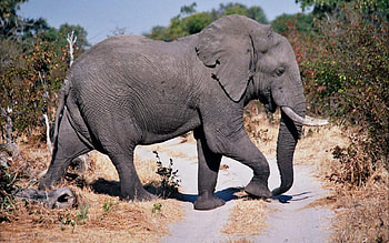 Animals, Road, Stroll, Dust, Elephant HD wallpaper