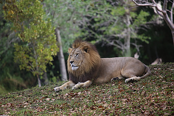 Animals, Lion, Predator, Big Cat, Mane HD wallpaper