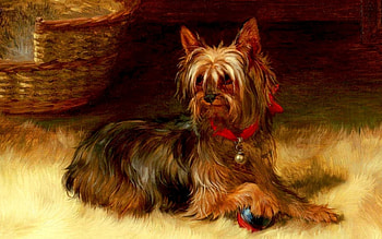 Animals, Dogs HD wallpaper