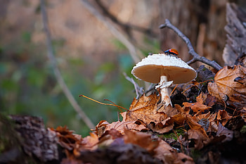 Autumn Mushroom Umbrella — Nature, nature, mushroom HD wallpaper