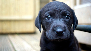 Animals, Muzzle, Sadness, Sight, Opinion, Puppy, Sorrow HD wallpaper