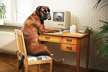 Funny, Animals, Dogs HD wallpaper