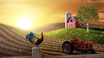 Sunrise on the Farm, barn, morning, plants, wake up, farm, crop, agriculture, field, farmer, work, sky, tractor, rooster HD wallpaper