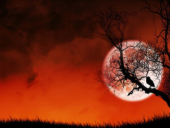 Red Sunset, moon, tree, sunset, red HD wallpaper