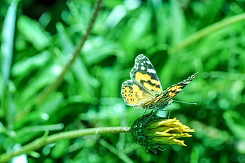 Flower, Macro, Blur, Smooth, Close-Up, Butterfly HD wallpaper