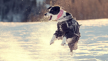 Animals, Snow, Dog, Stroll, Bounce, Jump HD wallpaper