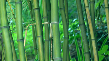 Green bamboo trees as background, bamboo forest detail, u footage, , 2160p. Stock Video Footage - VideoBlocks HD wallpaper