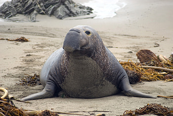 Northern Elephant Seal, bull, seal, elephant, northern HD wallpaper