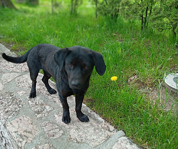 Black dog, Animals, Cute, Dogs, Adorable, Nature HD wallpaper