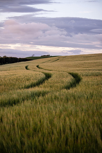 Landscape, Nature, Field, Hills, Track, Trace HD phone wallpaper