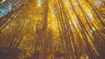 Autumn aspen forest, Spellbinding colors, Captivating landscape, grapher's delight HD wallpaper