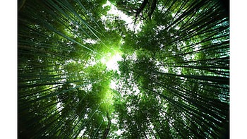 Sagano Bamboo Forest Japan HD wallpaper