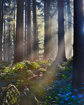 Nature, Grass, Bush, Beams, Rays, Forest HD phone wallpaper